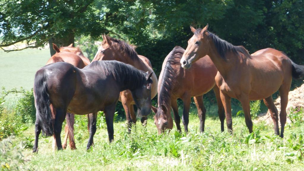 Gite Et Relais Equestre De Marie Tours-en-Vimeu Zimmer foto